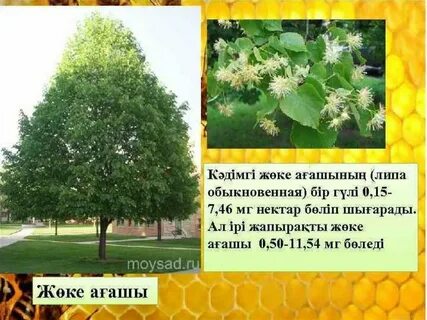 Әйелдер үстемдігі белдіктегі порно видео