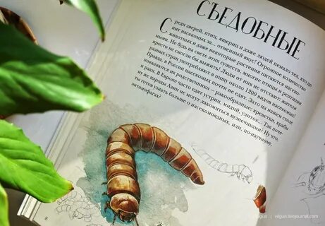 Книжные насекомые