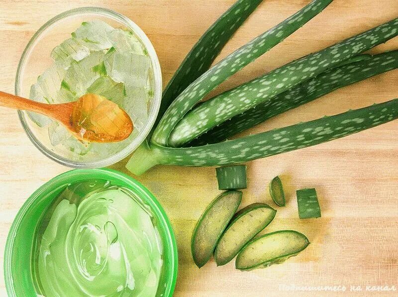 Aloe vera. Aloe vera fresh. Девушка с алоэ. Алоэ от морщин. Девушка с алоэ.