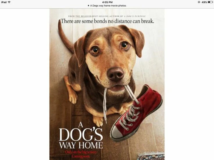 A dog's way home порода собаки. A dogs way home. A dogs way home. A dogs way home. A dogs way home.