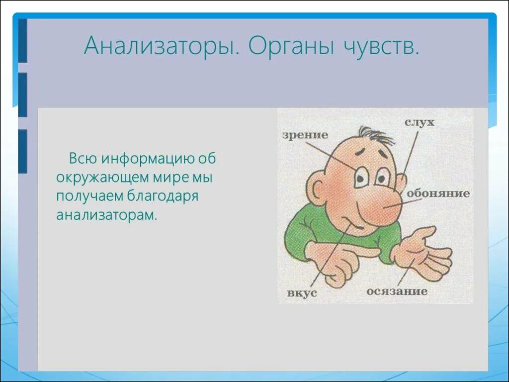 Анализаторы человека 8 класс. Анализаторы органы чувств. Органы анализаторы человека. Органы чувств анализаторы 8 класс. Анализаторы органы чувств таблица.