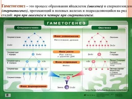 Биология 11 класс развитие половых клеток оплодотворение