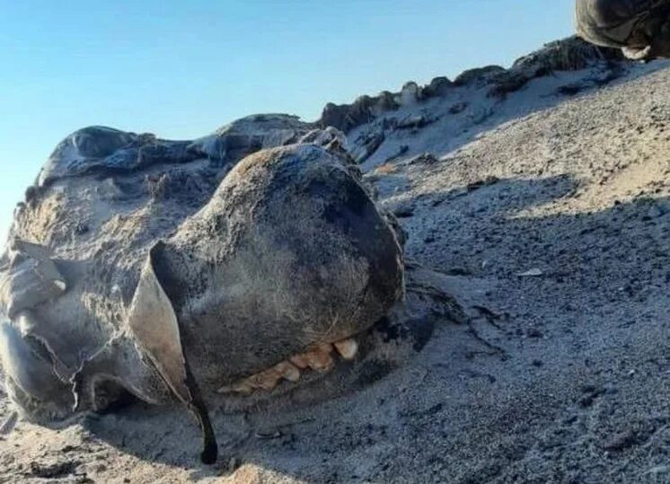 Чудовища выброшенные на берег. Неизвестное чудовище найденное на Сахалине.. Неведомые берега