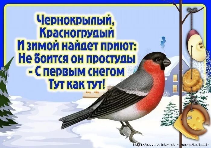 Зимующие птицы для дошкольников. Загадки про зимующих. Зимующие птицы для дошкольников. Загадки про зимующих птиц для детей. Загадки про зимующих птиц для детей.