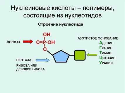Какие виды нуклеиновых кислот вы знаете