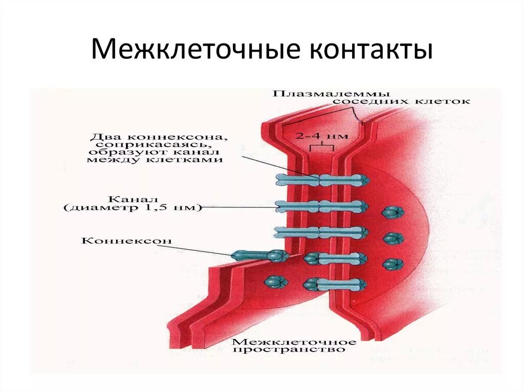 Изолирующий контакт. Межклеточные контакты строение и функции. Схема строения межклеточных контактов гистология. Простые межклеточные контакты гистология. Межклеточные соединения гистология таблица.