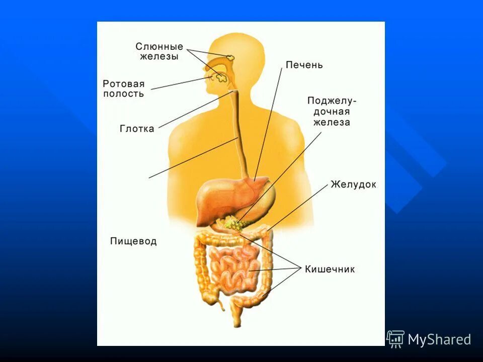 пищеварительная система теория. желчный пузырь система органов пищеварения. пища ротовая полость желудок печень. пищеварительная система биология 8. пищеварительные железы строение.