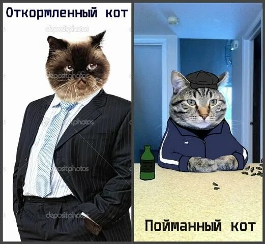 Догони кота. Поймай кота. Кот СЛОВИЛ флешку. Поимка кота. Кот ловит.