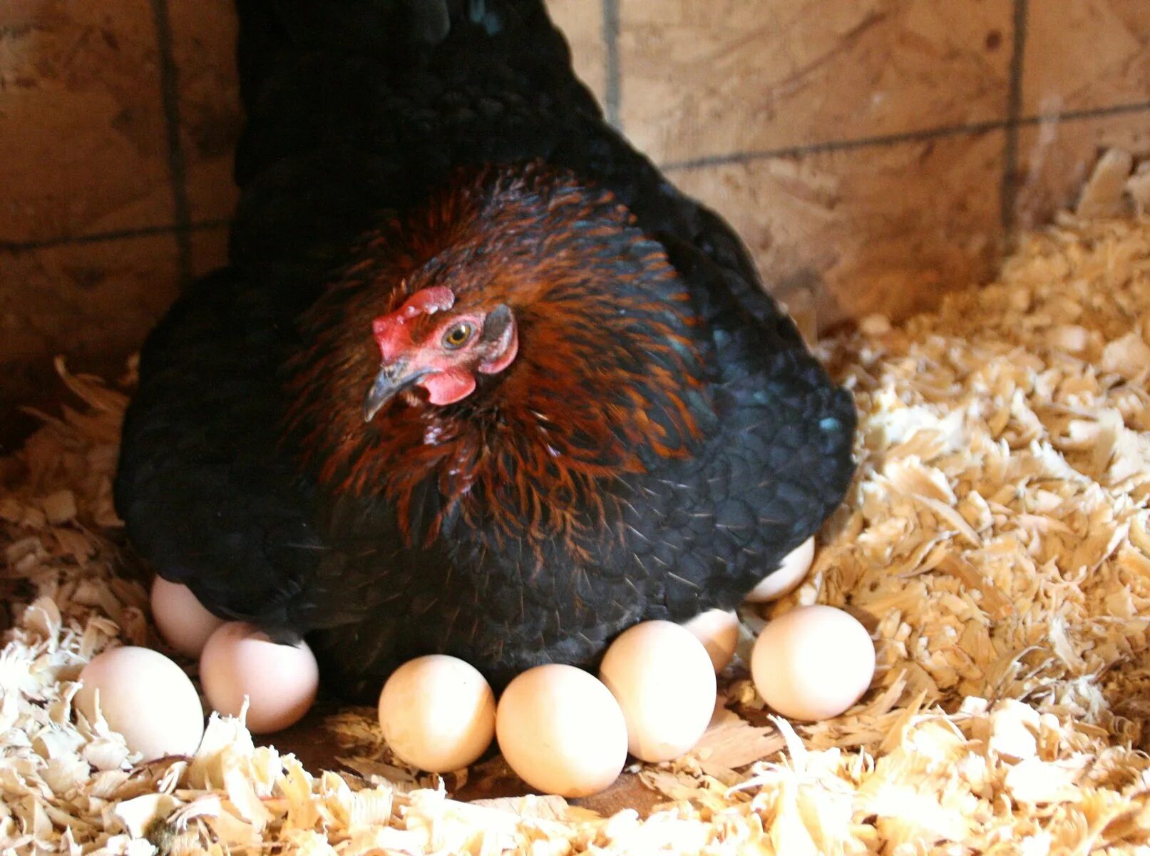 Курочка высиживает яйца. Курица с яйцами. Наседка на яйцах. Толкование сна куры