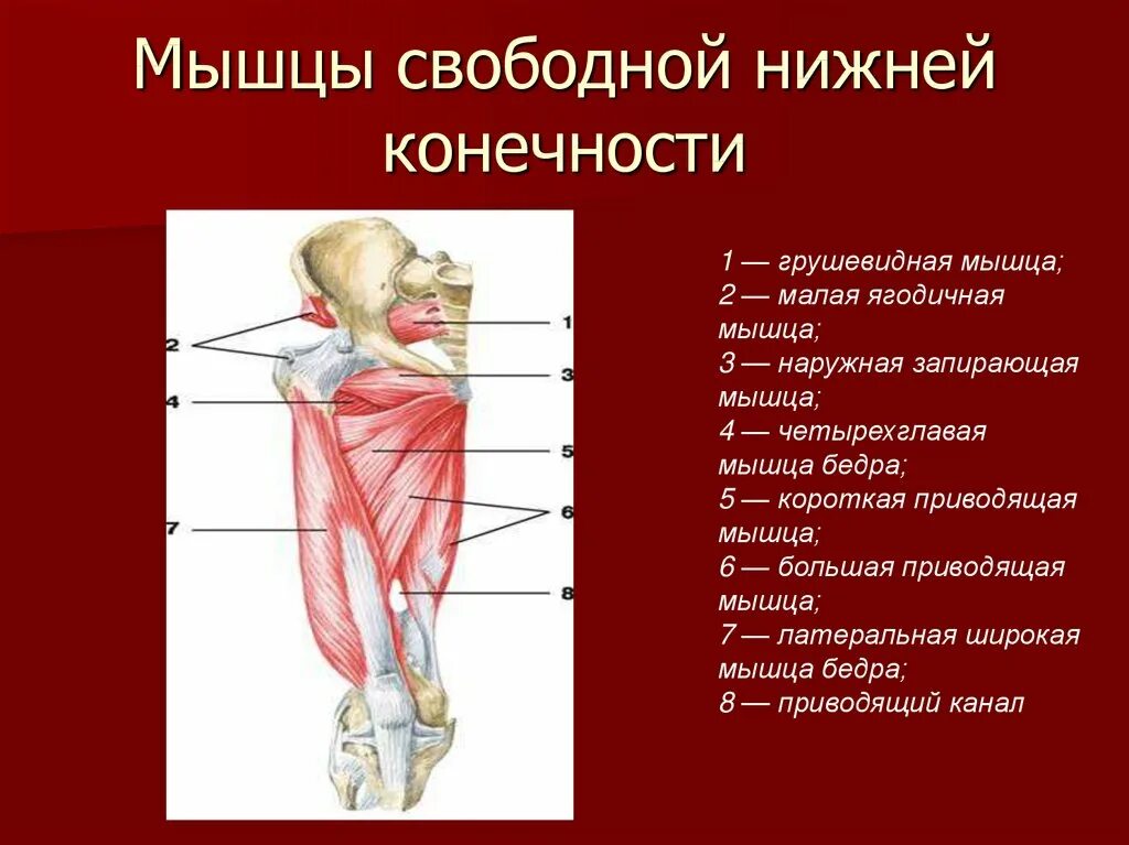 Функции нижних конечностей. Основные мышцы нижней конечности анатомия. Поверхностные мышцы нижних конечностей вид спереди. Мышцы нижних конечностей грушевидная.