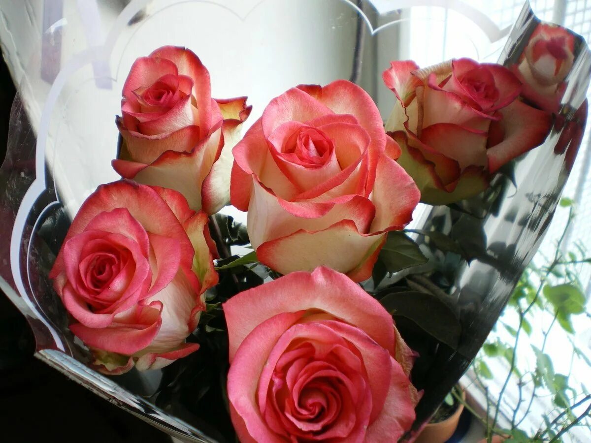 Фото реальных букетов цветов дома. Букет роз дома. Красивый букет дома. Букет розовых роз.