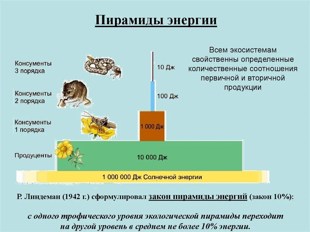 Какова роль производителей в пищевой цепи кратко. Экологическая пирамида энергии. Экологическая пирамида биомассы и энергии. Экологические пирамиды : пирамида чисел, биомассы, энергии. Пирамида биомасс трофических уровней.