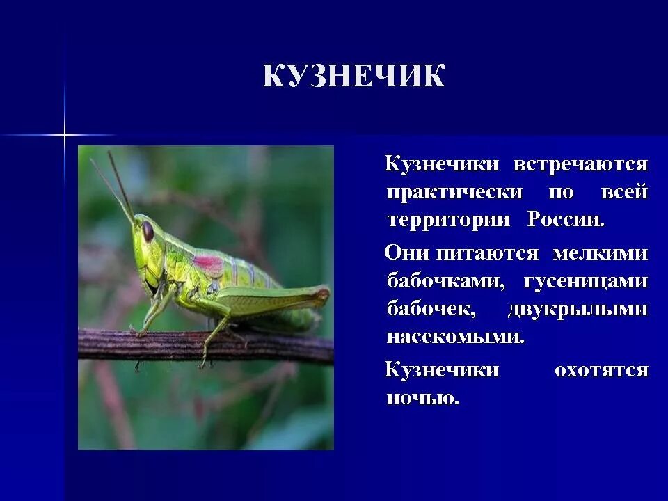 Окружающий мир 2 класс про насекомых. Кузнечик краткое описание. доклад о насекомых. описание кузнечика. сообщение о кузнечике.