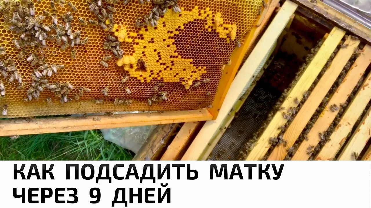 Как подсадить плодную матку в семью пчел