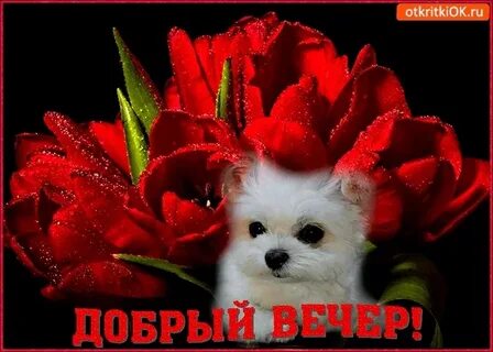 Авито добрый вечер