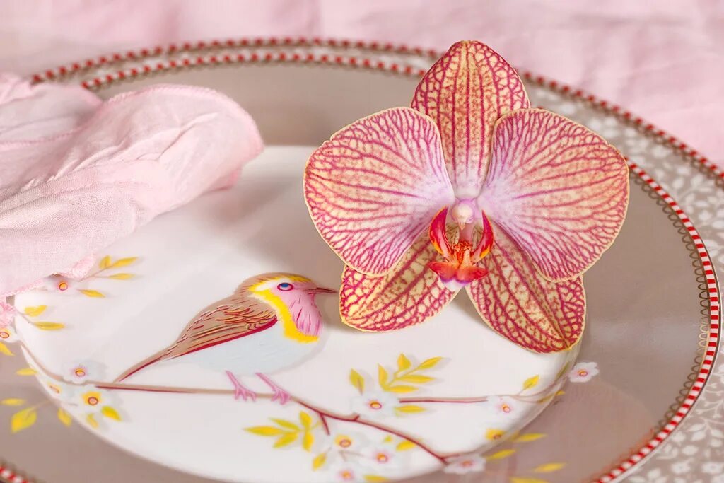 Bohemian orchids. Фаленопсис равелло. фаленопсис bohemian. фаленопсис &quot;bohemian rousseau&quot;. фаленопсис богемия.