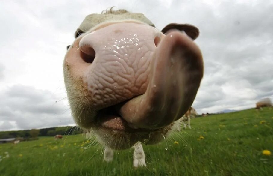 Cows are funny wordwall spotlight