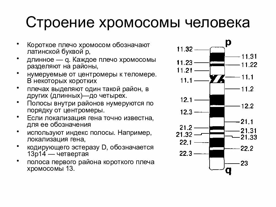 2 хромосома нарушения. Хромосомы человека. Строение хромосомы. Короткое и длинное плечо хромосомы. Обозначение короткого плеча хромосомы.