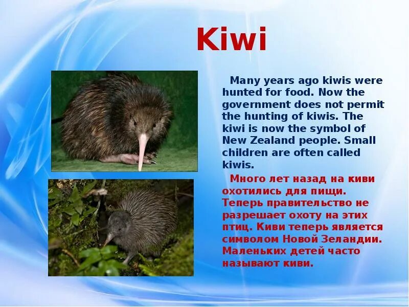 Новая зеландия интересные факты. Киви рост птица. Kiwi перевод на русский. Как приготовить киви. Марки с изображением киви.