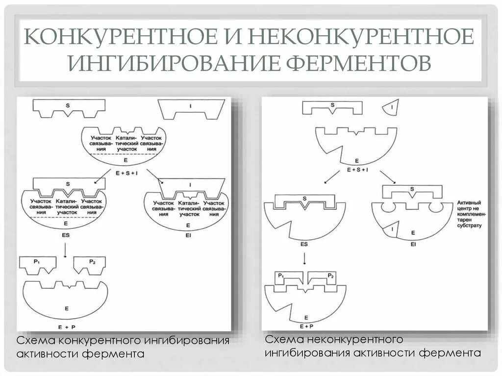 Схема ингибирования фермента. Конкурентный Тип ингибирования у фермента. Обратимое ингибирование ферментов схема. Обратимое конкурентное ингибирование примеры.