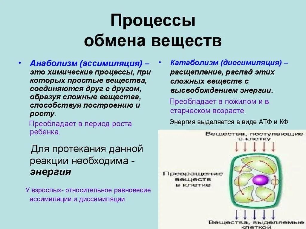 Процесс обмена веществ включает