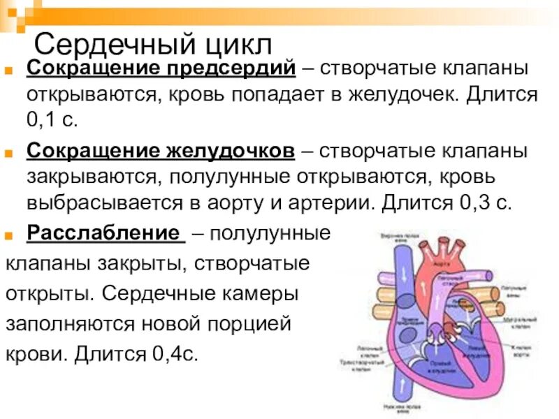 Уменьшение частоты сердечных сокращений. Сердечный цикл. Сокращение сердца. Из-за чего сокращается сердце. Напряжение сокращение.