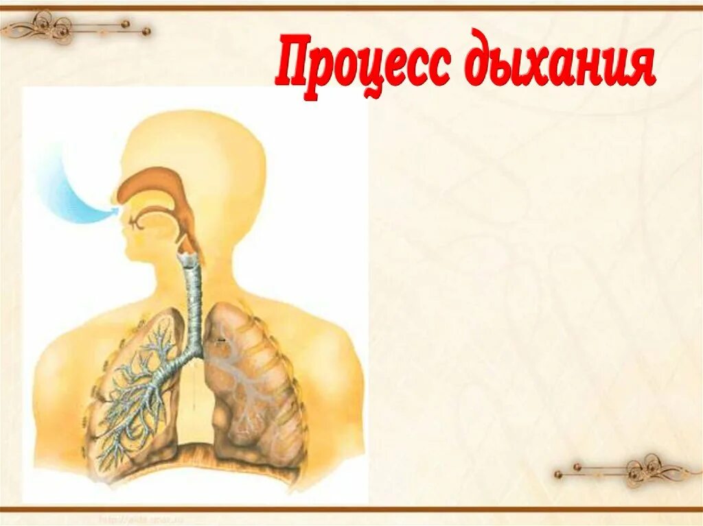 Процесс дыхания осуществляется благодаря дыхательной. Процесс дыхания. что представляет собой дыхание. схема процесса дыхания йога. процесс дыхания анимация.
