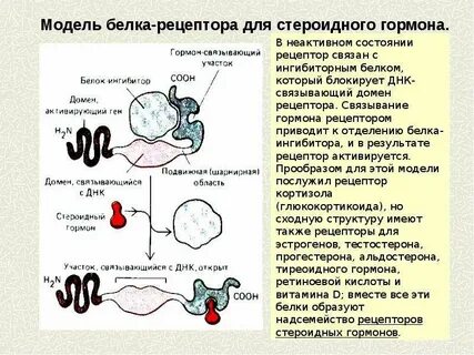 Гормоны днк