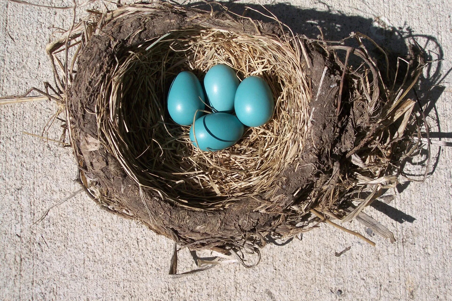 Гнездо с яйцами. Голубые яйца. Яйца птиц. Птичьи яйца в гнезде. Bird яйца