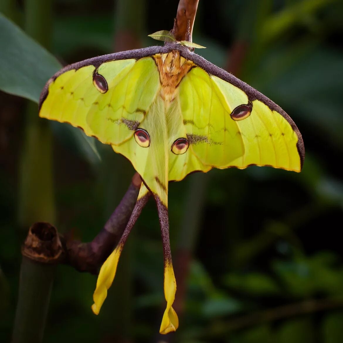 Крылья насекомых. Бабочки мексики. Бабочка с длинными крыльями. Бабочка с длинными крыльями. Бабочки.