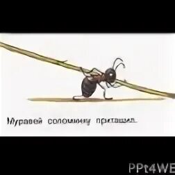 Тащил муравей щепочку вдруг начался