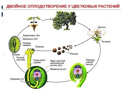 Цикл развития семени
