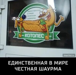 Котопес таганрог