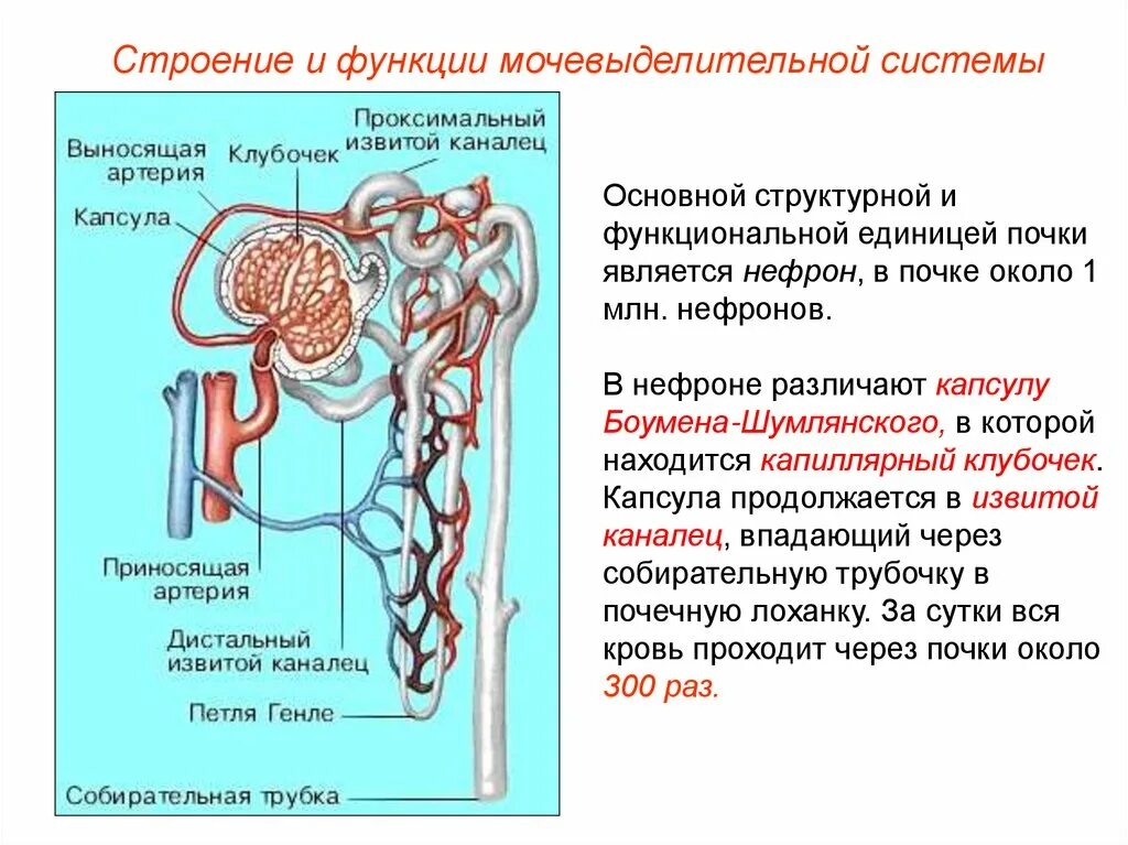 Собирательные трубочки пирамид. Мочевыделительная система структура нефрон. Строение почки человека капсула нефрона. Выделительная система человека строение нефрона. Мочевыделительная система строение нефрона.