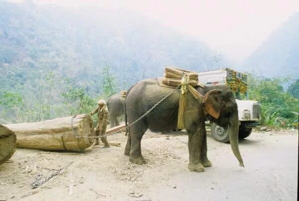 Working elephant. Слон транспорт. Гужевой транспорт слон. Слон перевозит груз. Слоны перевозят грузы.