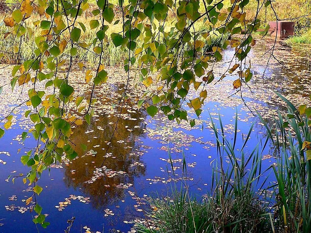 Березы у воды. Береза у пруда. Красивые берёзы над водой. Листья в пруду. За рекой непогода за рекою туманы песня