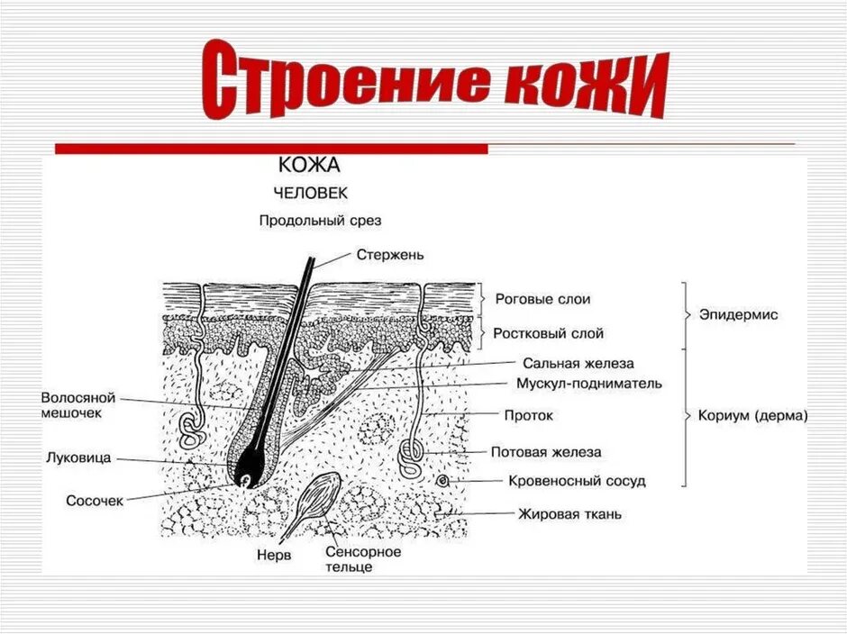 Анатомическая структура кожи. Строение кожи схема. Строение кожи слои кожи. Слои кожи человека строение рисунок. Строение кожи человека схема.
