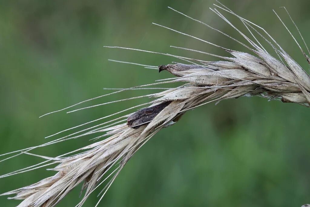 Спорынья (Claviceps purpurea). Спорынья (Claviceps purpurea Tulasne).. Claviceps purpurea – спорынья пурпурная. Спорынья злаков - Claviceps purpurea. Claviceps purpurea