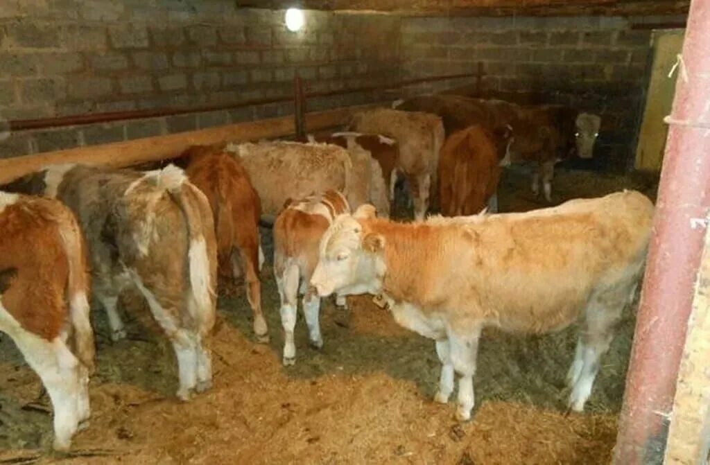 красногорбатовская корова. симментальская казахстанская белоголовая. 5 месяца. порода бычков голштины. телята.