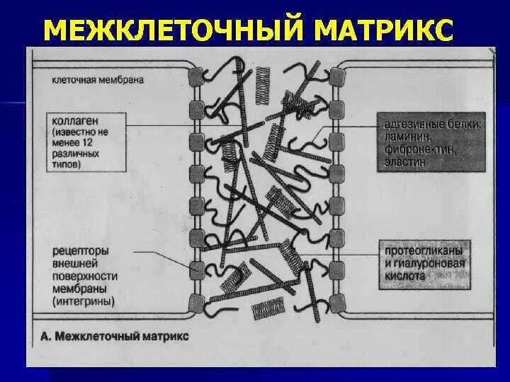 Вещества матрикса. Структура межклеточного матрикса. строение межклеточного матрикса соединительной ткани. белки межклеточного матрикса биохимия. межклеточный матрикс биохимия.