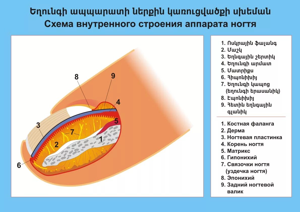 Ногтевая структура. Строение ногтевого аппарата схема. Строение ногтя. Схема строения ногтя. Строение ногтя анатомия.