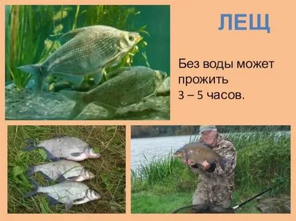 Сколько рыбы могут прожить