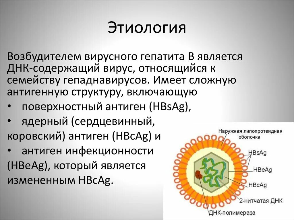 Поражаемые структуры гепатита в. Характеристика возбудителя гепатита в. Вирус возбудитель гепатита b. ДНК содержащие вирусы гепаднавирусы. Строение вируса гепатита в возбудитель.