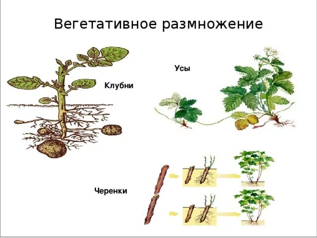 Клубень картофеля и ус земляники. Вегетативное размножение усами. Вегетативное размножение клубни усы черенки. Способ вегетативного размножения усами. Вегетативное размножение усами клубнями спорами.