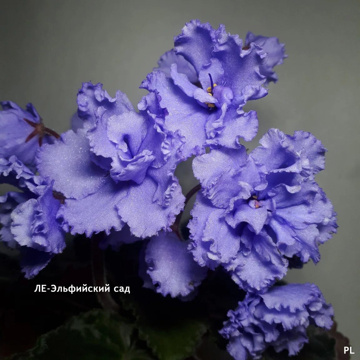 ЛЕ-Эльфийский Сад (Е.Лебецкая) (колл. М.Тюрина). LOVELY COLOR ! Фиалки, Сенполия
