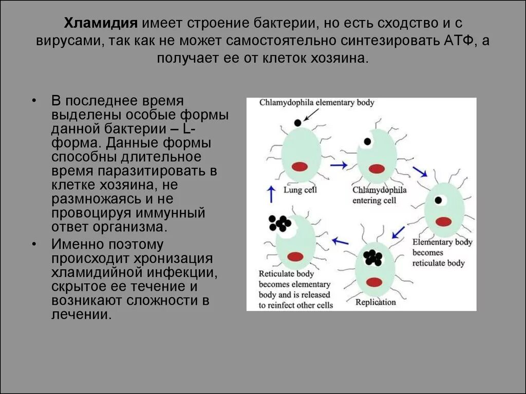 Жизненный цикл хламидий. Стадии жизненного цикла хламидии. Хламидии строение. Строение хламидий. Строение хламидий микробиология.