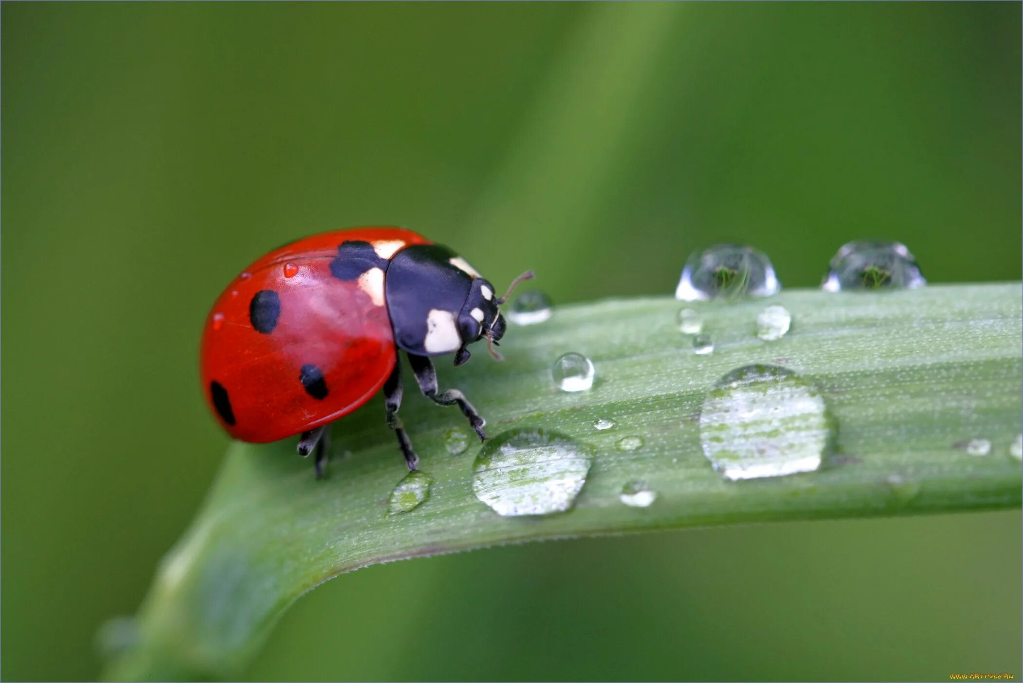 Установить божьи коровки. Божьи коровки. Божьи коровки (Coccinellidae). Жук Божья коровка. Божья коровка Божья коровка Божья коровка Божья коровка.