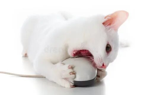 Включи мышку котенку