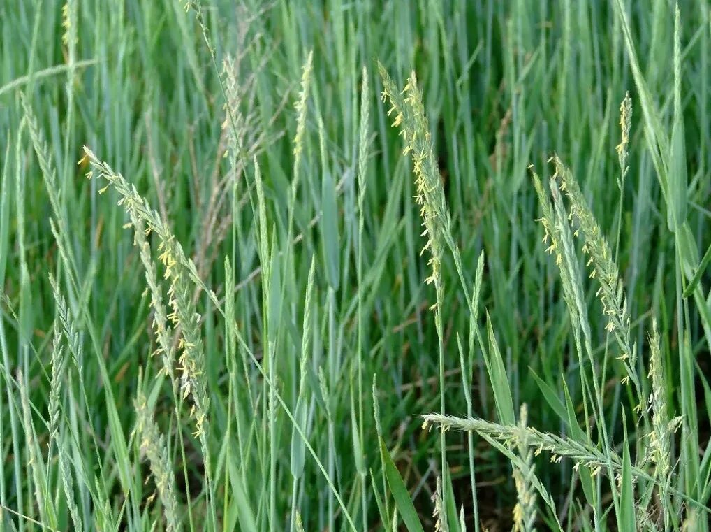 Трава пырей ползучий. Пырей ползучий Agropyron repens. Пырей ползучий (Elytrigia repens). Пырей Луговой. Известно что пырей ползучий злаковое растение