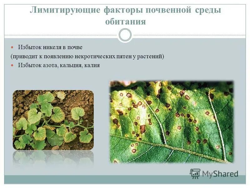 Факторы почвенной среды. Факторы почвенной среды
